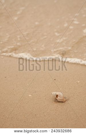 A Dead Shellfish Lie On The Sand In Thailand.