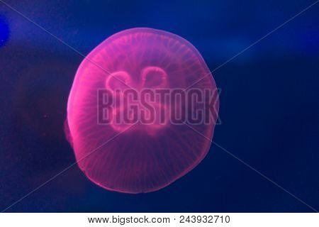 The Big Pink Jellyfish Underwater With The Background Of Blue Sea