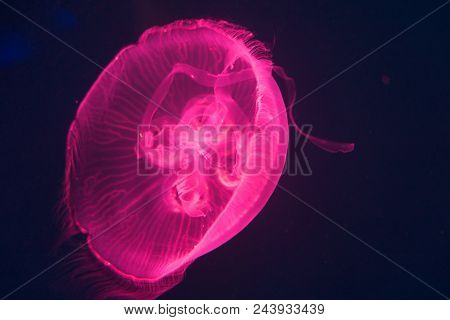 The Giant Pink Jellyfish Is Swimming In The Sea, Found It In Chonburi, Thailand