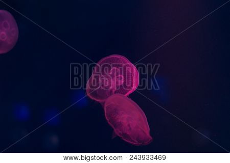 Jellyfishes Under The Sea In Auqarium In Chonburi, Thailand