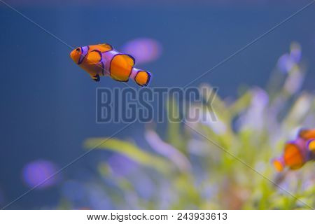 Orange Coral Reel Fish Swim In Thailand Sea