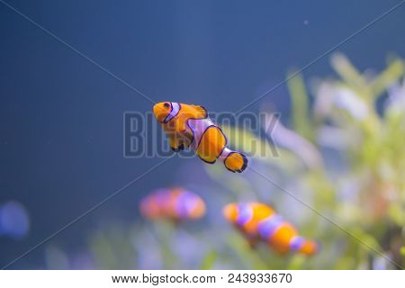 Small Orange Coral Reel Fish In Thailand Sea