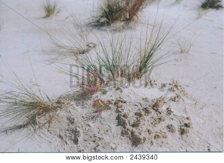 Desert Flower