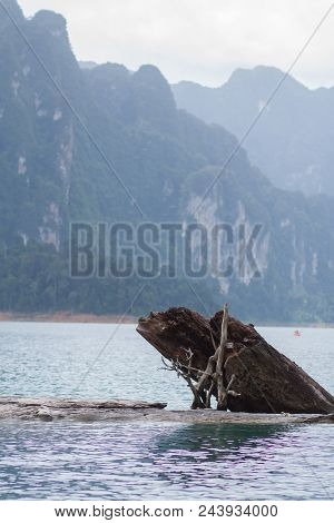 Close Up Of The Dead Wood In The Sea In Thailand