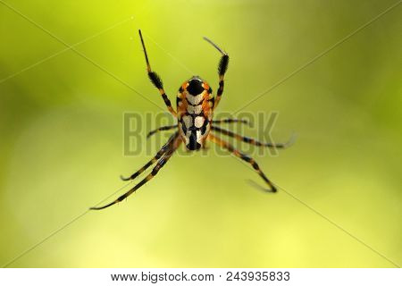 Pear Shaped Leucauge Spider, Opadometa Sp, Tetragnathidae, Trishna, Tripura
