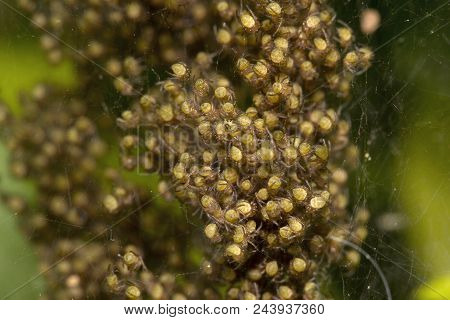 Spider Babies, Bangalore , India