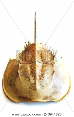 Atlantic Horseshoe Crab Isolated On The White Background