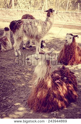 Lamas In A Farm, Tilcara, Argentina, South America