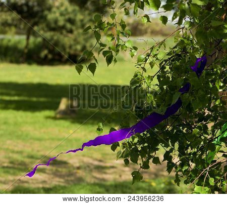 A Traditional Maypole - Young Birch With Violet Stripe Of Crepe Paper.lilac Paper Stripe Decorate A 