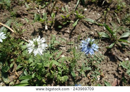 Two Flowers Of Nigella Damascena (blue And White)