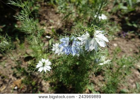 White And Blue Flowers Of Nigella Damascena