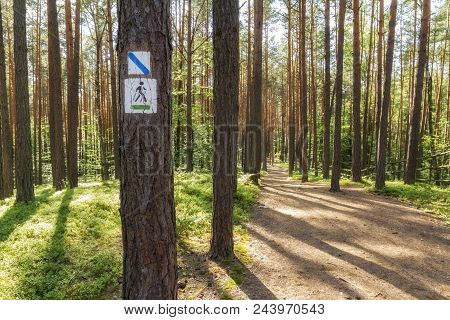 Hiking Trail Path  In Green Forest. Located I, Roztochia Region, Poland