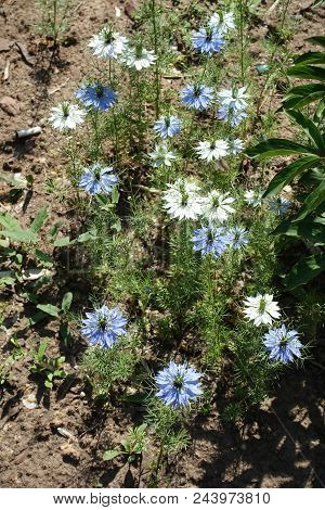 Blue And White Flowers Of Nigella Damascena