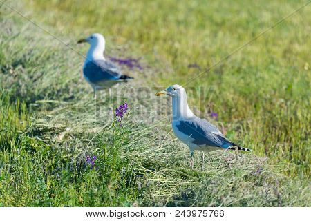 Steppe Caspian Gull, Larus Cachinnans On Field.