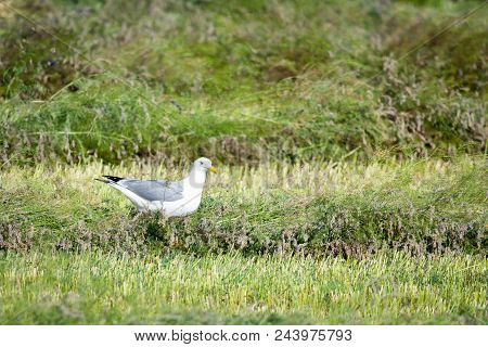 Steppe Caspian Gull, Larus Cachinnans On Field.