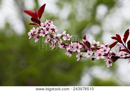 Purple leaves sandcherry flower branch