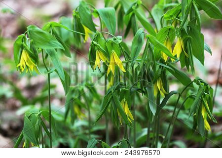 Yellow Bell Wort Wild Flower plant in the Spring 