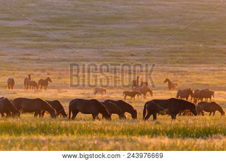 Wild Horses Grazing In A Meadow At Sunrise. Concept Freedom In Nature