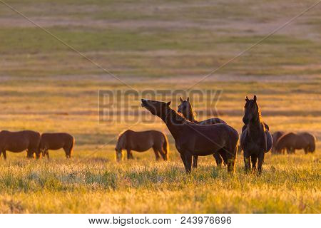 Wild Horses Grazing In A Meadow At Sunrise. Concept Freedom In Nature