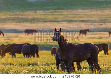 Wild Horses Grazing In A Meadow At Sunrise. Concept Freedom In Nature