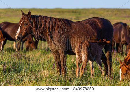 Wild Horses Grazing In A Meadow At Sunrise. Concept Freedom In Nature