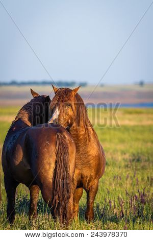 Wild Horses Grazing In A Meadow At Sunrise. Concept Freedom In Nature