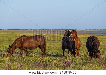 Wild Horses Grazing In A Meadow At Sunrise. Concept Freedom In Nature