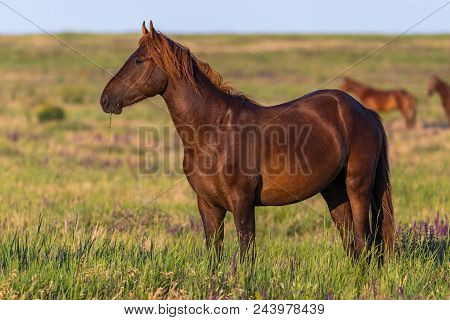Wild Horses Graze In The Meadow At Sunset.