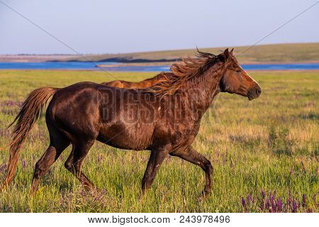 Wild Horses Graze In The Meadow At Sunset.