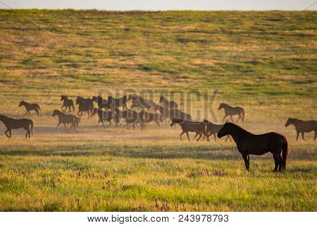 Wild Horses Grazing In A Meadow At Sunrise. Concept Freedom In Nature