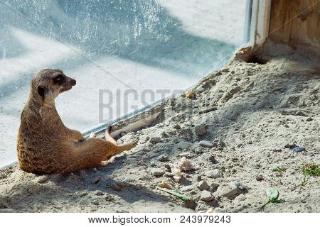 Little Surakat Sitting In Funny Pose. Zoo Life