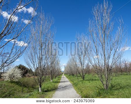 Milan, Lombardy, Italy: The Park Known As Parco Grugnotorto In The Springtime