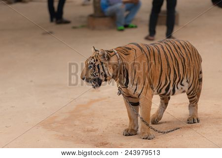 Royal Tiger Laying Chained On Stage For The Safety Of Tourists In The Open Zoo.