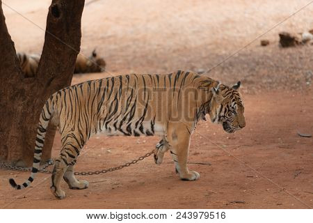 Royal Tiger Laying Chained On Stage For The Safety Of Tourists In The Open Zoo.