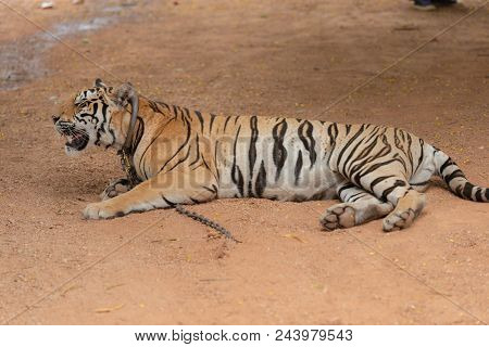 Royal Tiger Laying Chained On Stage For The Safety Of Tourists In The Open Zoo.
