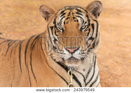 Royal Tiger Laying Chained On Stage For The Safety Of Tourists In The Open Zoo.