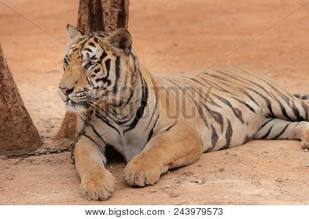 Royal Tiger Laying Chained On Stage For The Safety Of Tourists In The Open Zoo.