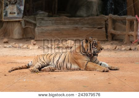 Royal Tiger Laying Chained On Stage For The Safety Of Tourists In The Open Zoo.