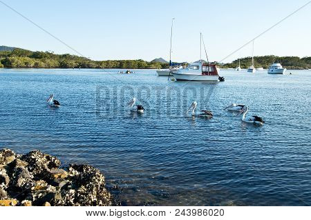 Pelicans And Boats On Myall Lake In Australia.