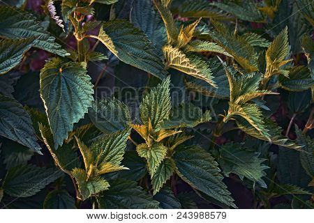 Leaves Of A Young Nettle Background Close-up