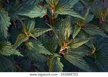 Leaves Of A Young Nettle Background Close-up