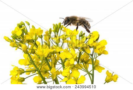 Rapeseed (colza) Brassica Napus  Flowers And Bees Isolated On White