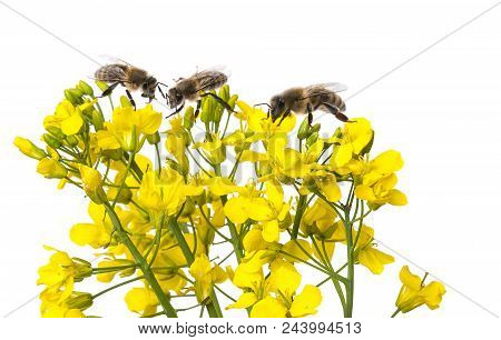 Rapeseed (colza) Brassica Napus  Flowers And Bees Isolated On White