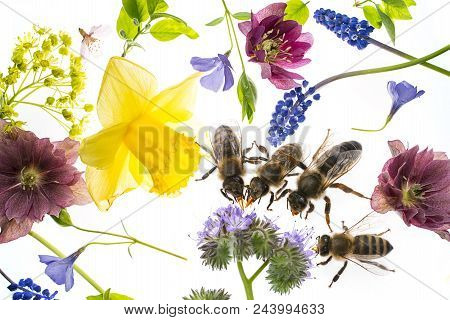 Rapeseed (colza) Brassica Napus  Flowers And Bees Isolated On White