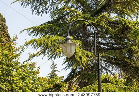 Vintage Lamp - With Green Trees Surrounding The Lamp. The Light Of The Lamp Is Switch Off During The