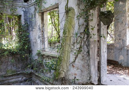 Wall With Window Overgrown With Ivy. Old House Overgrown With Vines