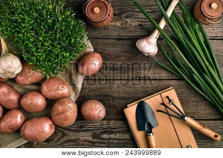 Gardening Tools And Fresh Vegetables Over Wooden Background. Potatoes, Garlic, Green Onions And Sorr