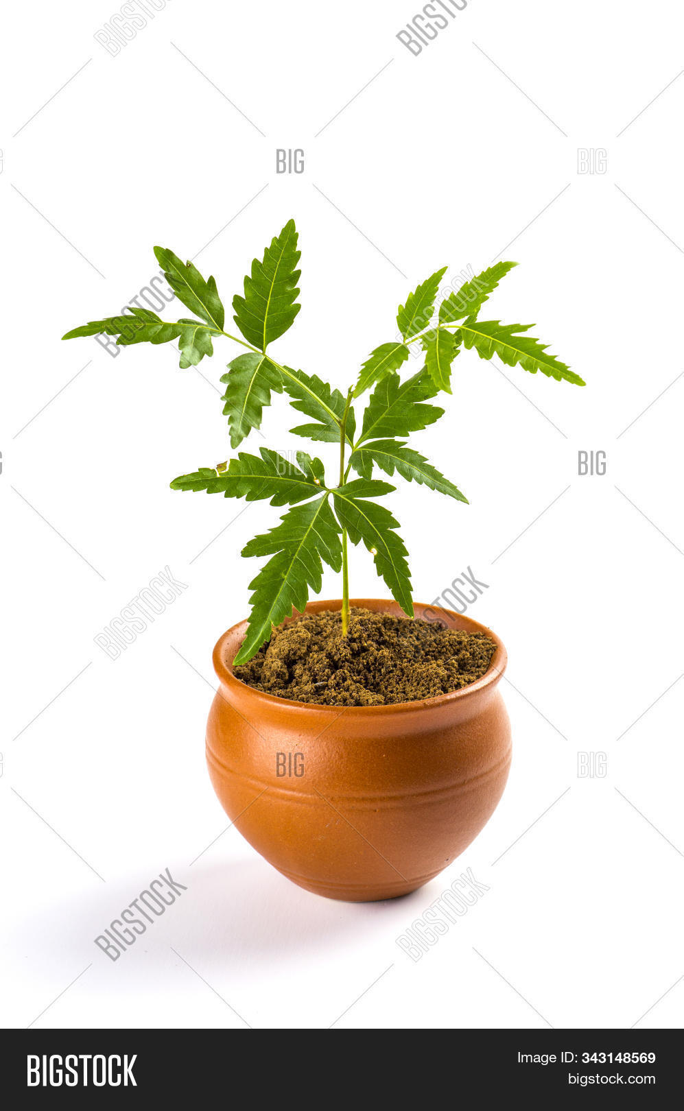 young-neem-tree-clay-image-photo-free-trial-bigstock