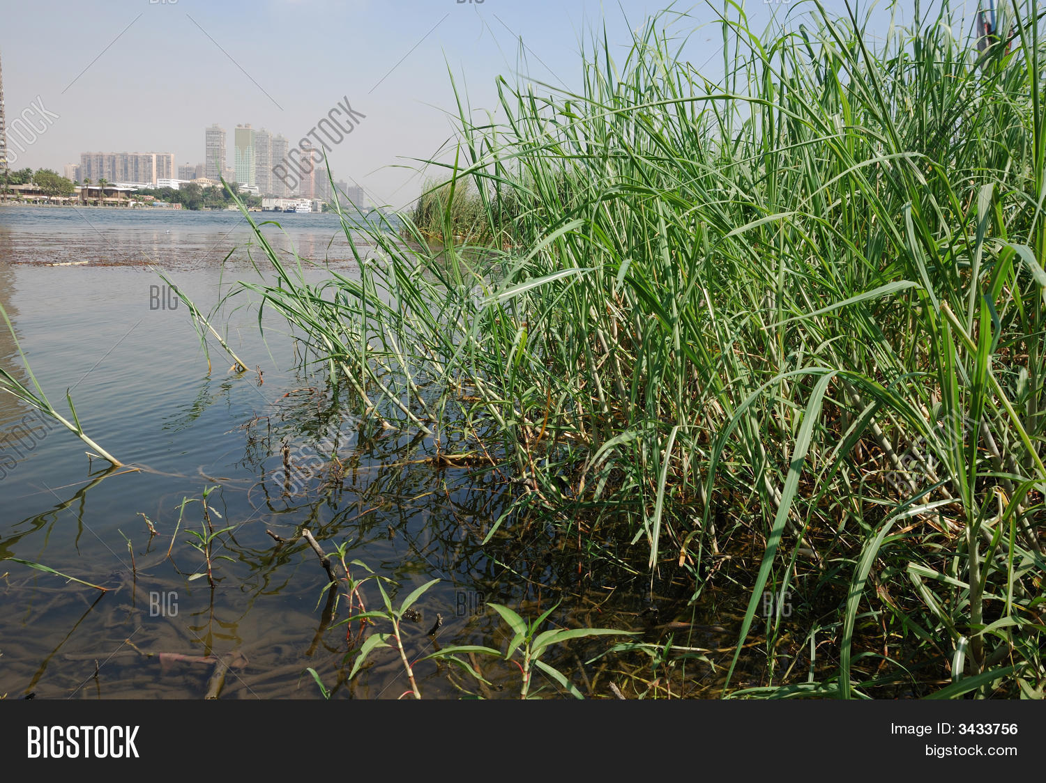 Nile Grass Image & Photo (Free Trial) Bigstock