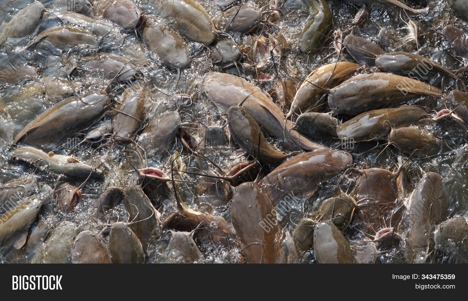 Catfish Pond.catfish Image & Photo (Free Trial) Bigstock